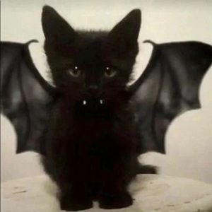 Meet your Posher, Asher